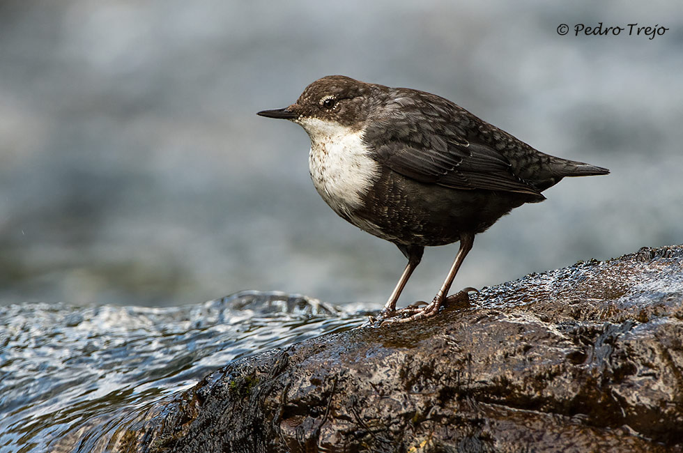 Mirlo acuatico (Cinclus cinclus)